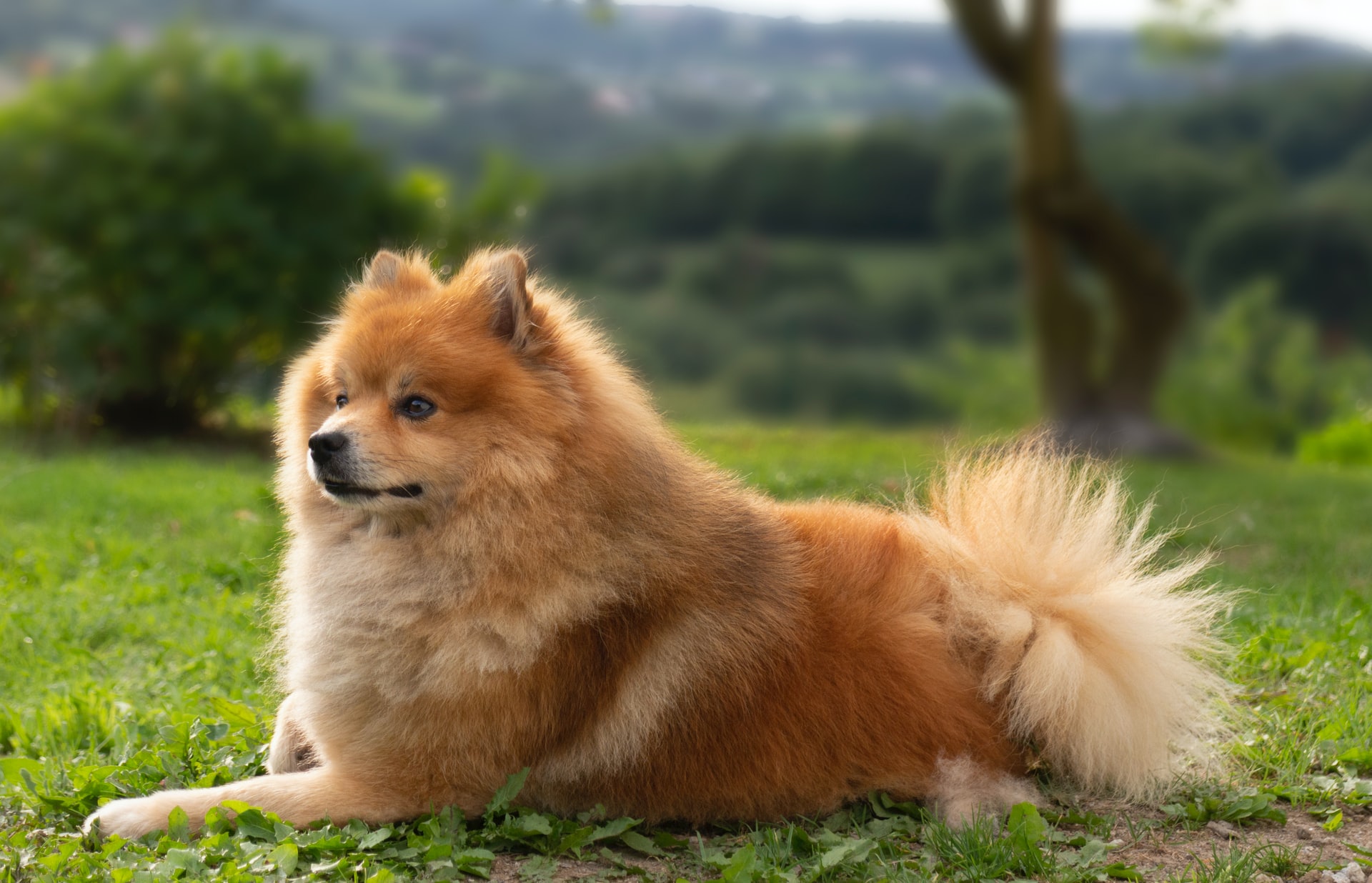 Порода собак среднего размера чау-чау