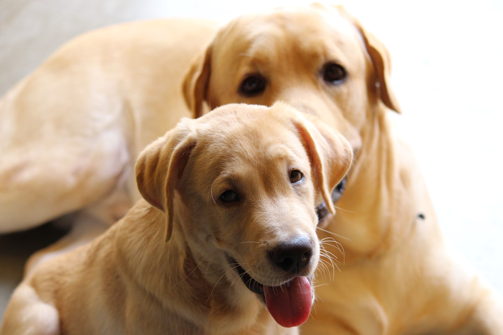 Labrador Medium Sized Dog BreedLabrador Medium Sized Dog Breed
