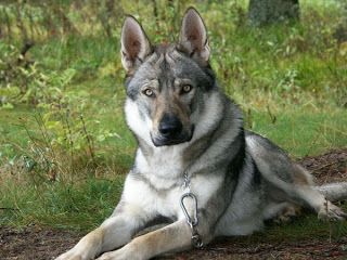 Wolf German Shepherd Hybrid2