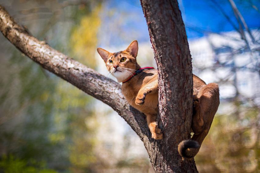 Kotek abisyński na drzewie