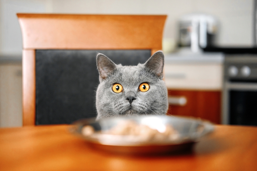 Не только мясо! Знаете ли вы, что кошки любят есть ЭТИ вещи? - Cats.pl
