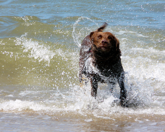 dog summer heat wave swimming sea