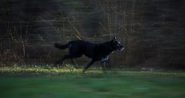 испуганная собака бежит от фейерверка