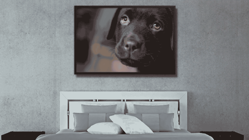 картина собака молодой лабрадо