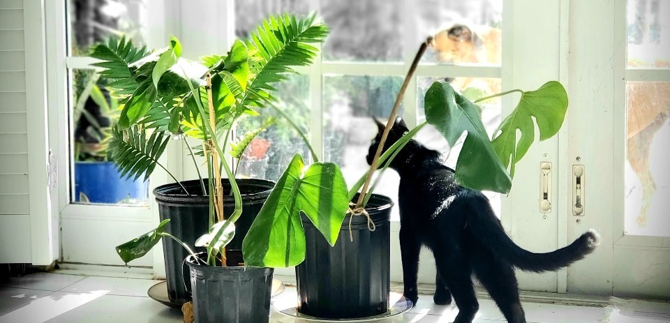 Какие комнатные растения ядовиты для кошек?