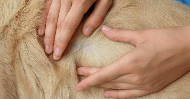 Проблемы с кожей у собак: какие симптомы должны насторожить?