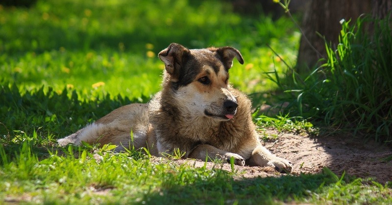 5 советов по защите вашей собаки от жары